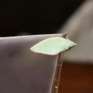 Unidentified Leafhopper or planthopper (Hemiptera, several families) at Durack, WA by Mike