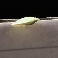 Flatidae (family) at Durack, WA - 17 Sep 2024 09:05 PM