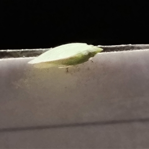 Flatidae (family) at Durack, WA - 17 Sep 2024 09:05 PM