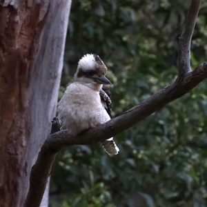 Dacelo novaeguineae at Bulli, NSW - 14 Sep 2024