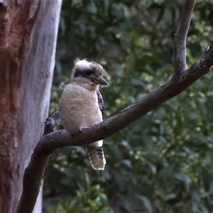 Dacelo novaeguineae at Bulli, NSW - 14 Sep 2024