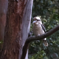 Dacelo novaeguineae at Bulli, NSW - 14 Sep 2024