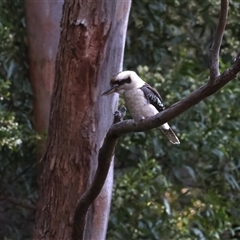 Dacelo novaeguineae at Bulli, NSW - 14 Sep 2024