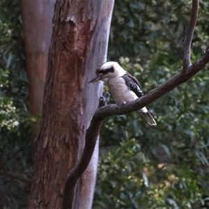 Dacelo novaeguineae at Bulli, NSW - 14 Sep 2024