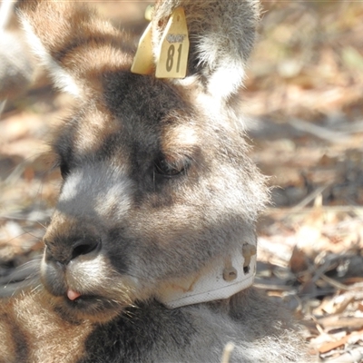 Macropus giganteus (Eastern Grey Kangaroo) at Acton, ACT - 17 Sep 2024 by HelenCross