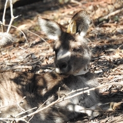 Macropus giganteus at Acton, ACT - 17 Sep 2024