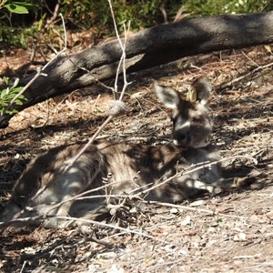 Macropus giganteus at Acton, ACT - 17 Sep 2024