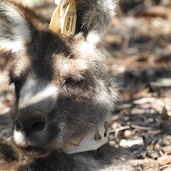 Macropus giganteus at Acton, ACT - 17 Sep 2024