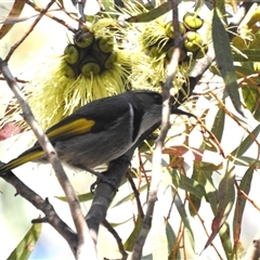 Phylidonyris pyrrhopterus (Crescent Honeyeater) at Acton, ACT - 16 Sep 2024 by HelenCross