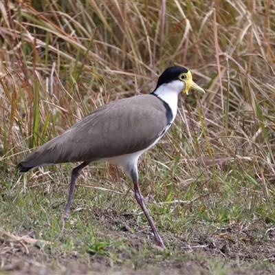 Vanellus miles (Masked Lapwing) at Woonona, NSW - 15 Sep 2024 by jb2602