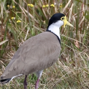 Vanellus miles at Woonona, NSW - 15 Sep 2024 01:50 PM