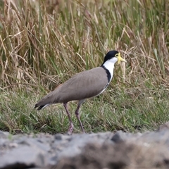 Vanellus miles at Woonona, NSW - 15 Sep 2024 01:50 PM