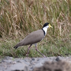 Vanellus miles at Woonona, NSW - 15 Sep 2024 01:50 PM