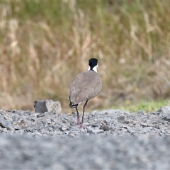 Vanellus miles at Woonona, NSW - 15 Sep 2024