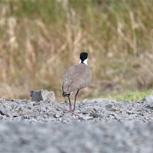 Vanellus miles at Woonona, NSW - 15 Sep 2024 01:50 PM