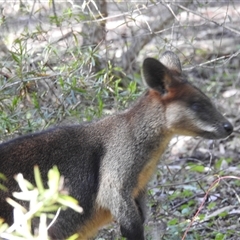 Wallabia bicolor (Swamp Wallaby) at Acton, ACT - 17 Sep 2024 by HelenCross