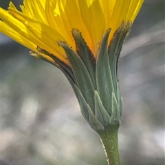 Microseris walteri at Bruce, ACT - 14 Sep 2024 by JVR