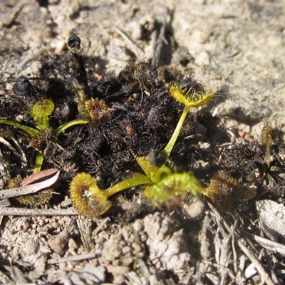 Drosera (genus) (A Sundew) at Wallaroo, NSW - 9 Sep 2024 by pinnaCLE