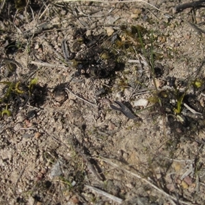 Drosera sp. at Wallaroo, NSW - 9 Sep 2024