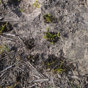 Drosera sp. at Wallaroo, NSW - 9 Sep 2024