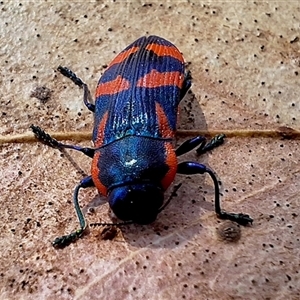 Castiarina xystra at Deakin, ACT - suppressed