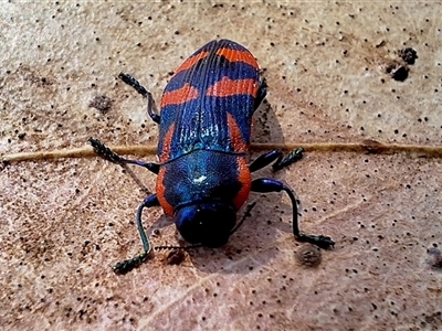 Castiarina xystra (Jewel Beetle) at Deakin, ACT - 17 Sep 2024 by KorinneM