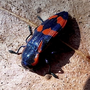 Castiarina xystra at Deakin, ACT - suppressed