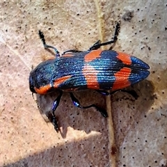 Castiarina xystra at Deakin, ACT - suppressed