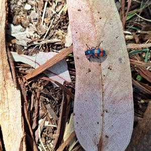 Castiarina xystra at Deakin, ACT - suppressed