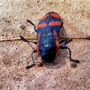 Castiarina xystra at Deakin, ACT - suppressed