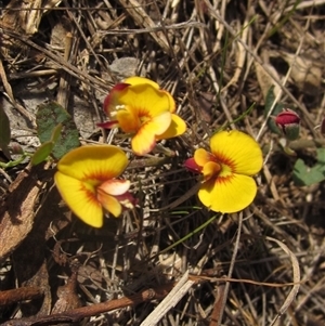 Bossiaea prostrata at Wallaroo, NSW - 9 Sep 2024