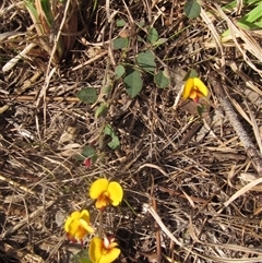 Bossiaea prostrata at Wallaroo, NSW - 9 Sep 2024