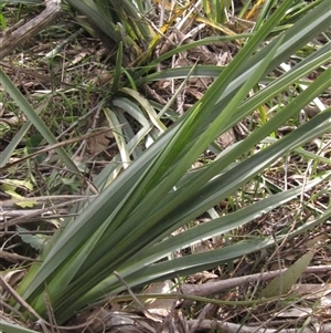 Dianella sp. aff. longifolia (Benambra) at Wallaroo, NSW - 9 Sep 2024