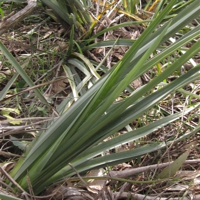 Dianella sp. aff. longifolia (Benambra) (Pale Flax Lily, Blue Flax Lily) at Wallaroo, NSW - 9 Sep 2024 by pinnaCLE