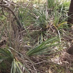 Dianella sp. aff. longifolia (Benambra) at Wallaroo, NSW - 9 Sep 2024