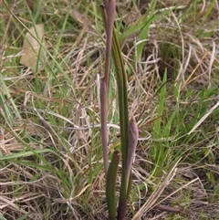 Thelymitra (Genus) (Sun Orchid) at Wallaroo, NSW - 9 Sep 2024 by pinnaCLE