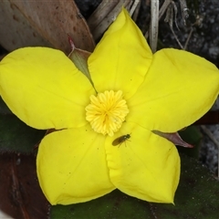 Hibbertia dentata (Twining Guinea Flower) at Woonona, NSW - 15 Sep 2024 by jb2602