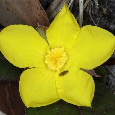 Hibbertia dentata (Twining Guinea Flower) at Woonona, NSW - 15 Sep 2024 by jb2602