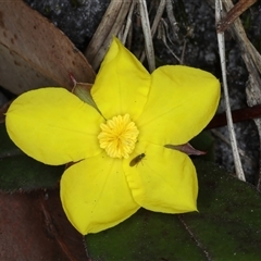 Hibbertia dentata at Woonona, NSW - 15 Sep 2024