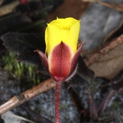 Hibbertia dentata at Woonona, NSW - 15 Sep 2024