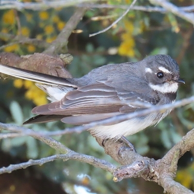 Rhipidura albiscapa (Grey Fantail) at Kambah, ACT - 17 Sep 2024 by RodDeb