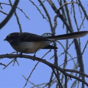 Rhipidura albiscapa at Kambah, ACT - 17 Sep 2024