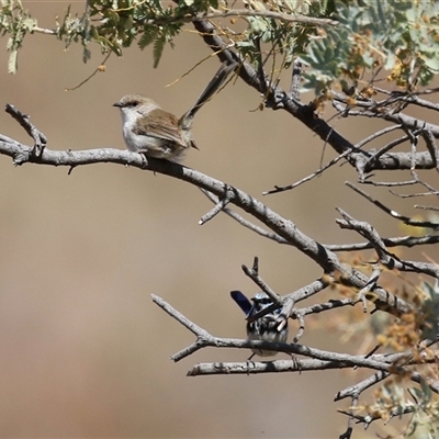 Malurus cyaneus (Superb Fairywren) at Kambah, ACT - 17 Sep 2024 by RodDeb