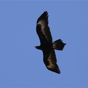 Aquila audax at Kambah, ACT - 17 Sep 2024