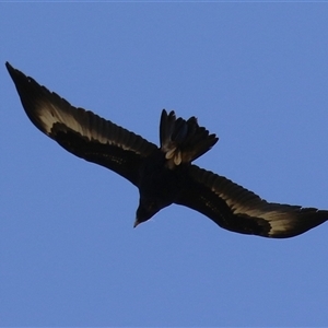 Aquila audax at Kambah, ACT - 17 Sep 2024 01:27 PM