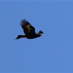 Aquila audax at Kambah, ACT - 17 Sep 2024 01:27 PM