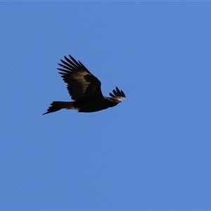 Aquila audax at Kambah, ACT - 17 Sep 2024