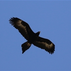 Aquila audax at Kambah, ACT - 17 Sep 2024