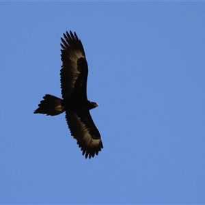 Aquila audax at Kambah, ACT - 17 Sep 2024