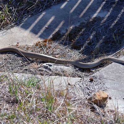 Pseudonaja textilis (Eastern Brown Snake) at Lawson, ACT - 17 Sep 2024 by TimL